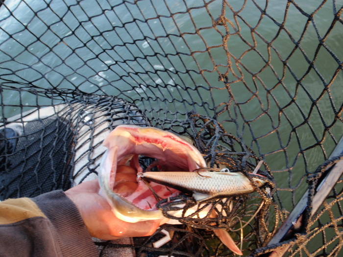 View of a muskie in a net with it's mouth open