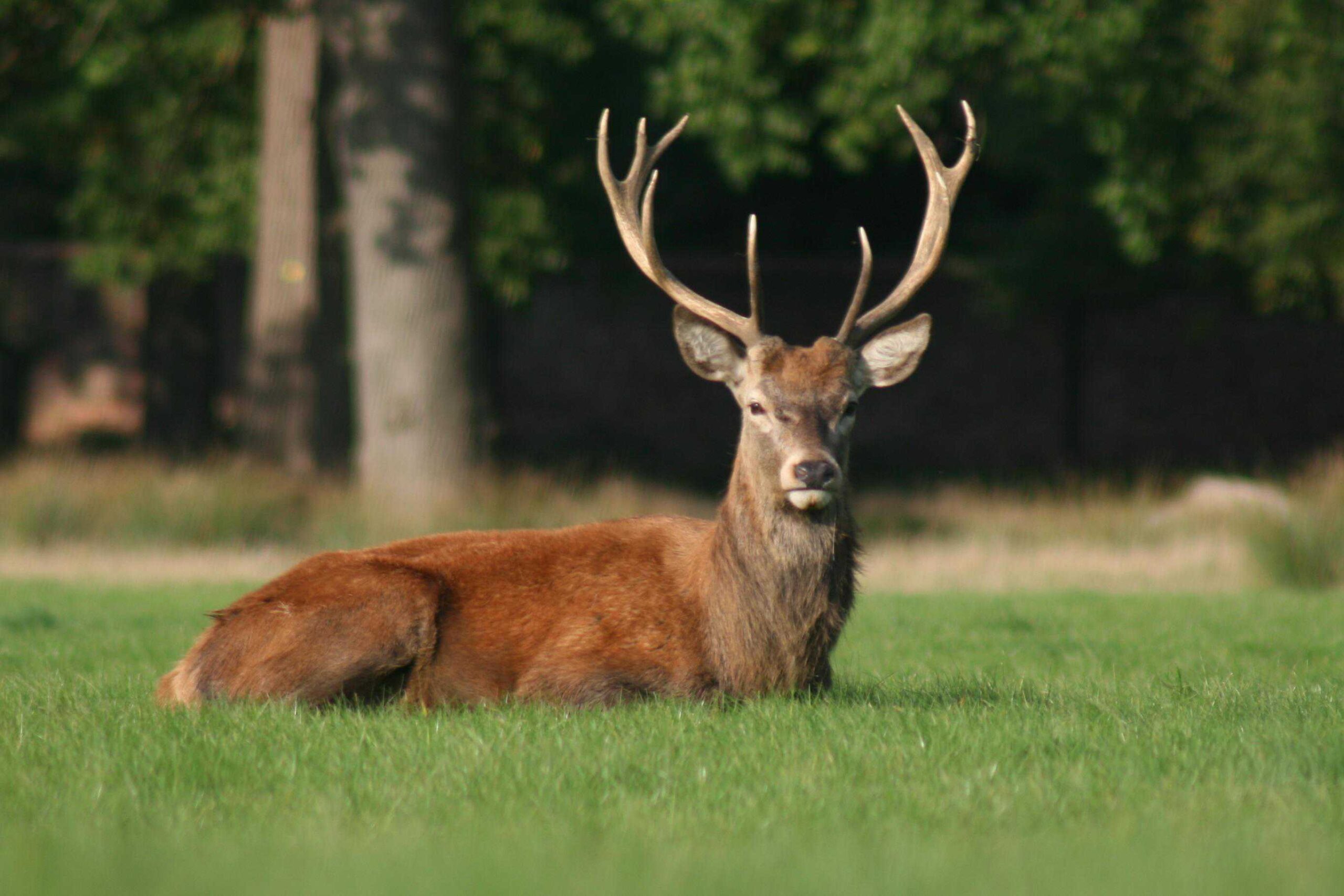 buck with large antlers laying in a field of grass with a forest of trees behind it
